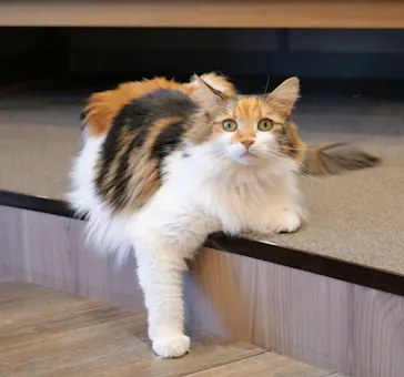 猫カフェモカ　渋谷公園通り店に投稿された画像（2026/5/12）