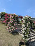 いばらきフラワーパークに投稿された画像（2026/5/13）