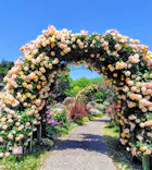 京成バラ園に投稿された画像（2026/5/13）
