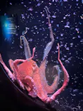 環境水族館アクアマリンふくしまに投稿された画像（2026/5/13）