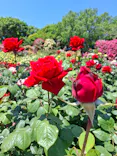 京成バラ園に投稿された画像（2026/5/13）