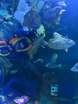 しながわ水族館に投稿された画像（2026/5/13）