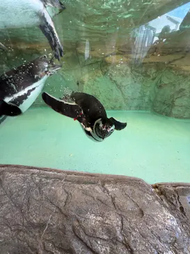 しながわ水族館に投稿された画像（2026/5/13）