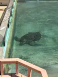 新江ノ島水族館に投稿された画像（2026/5/13）