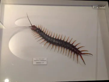 特別展「超危険生物展　科学で挑む生き物の本気」に投稿された画像（2026/5/13）