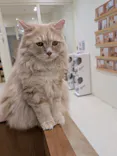 Cat Café MOFF イオンモール豊川店に投稿された画像（2026/5/13）