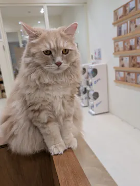 Cat Café MOFF イオンモール豊川店に投稿された画像（2026/5/13）