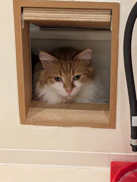 Cat Café MOFF イオンモール豊川店に投稿された画像（2026/5/13）