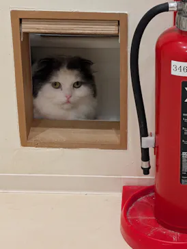 Cat Café MOFF イオンモール豊川店に投稿された画像（2026/5/13）