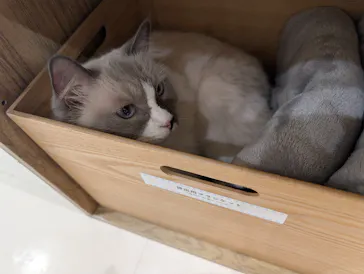 Cat Café MOFF イオンモール豊川店に投稿された画像（2026/5/13）