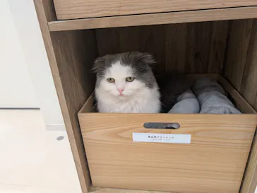 Cat Café MOFF イオンモール豊川店に投稿された画像（2026/5/13）