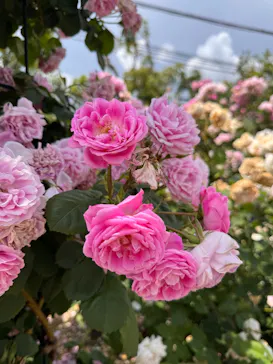 ひらかたパークに投稿された画像（2026/5/13）