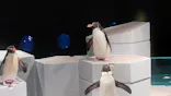AOAO SAPPOROに投稿された画像（2026/5/13）