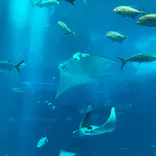 沖縄美ら海水族館に投稿された画像（2026/5/13）