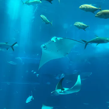 沖縄美ら海水族館に投稿された画像（2026/5/13）