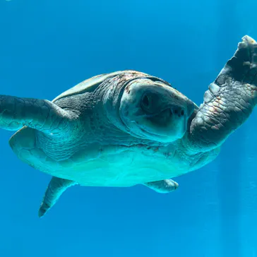 沖縄美ら海水族館に投稿された画像（2026/5/13）