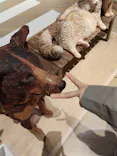 はしもとみお木彫展 いきものたちとの旅（氷見市芸術文化館）に投稿された画像（2026/5/13）