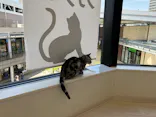 Cat Café MOFF グランベリーパーク店に投稿された画像（2026/5/13）