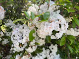 名古屋市東山動植物園に投稿された画像（2026/5/14）