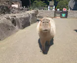 伊豆シャボテン動物公園に投稿された画像（2026/5/14）