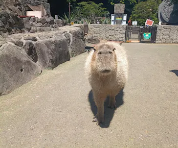 伊豆シャボテン動物公園に投稿された画像（2026/5/14）