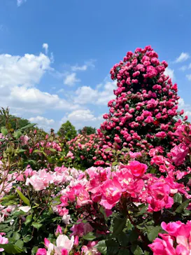 京成バラ園に投稿された画像（2026/5/14）