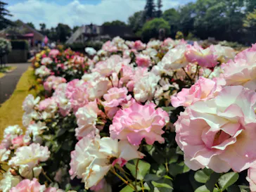 京成バラ園に投稿された画像（2026/5/14）