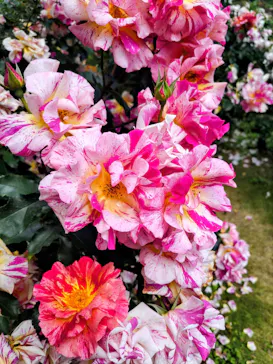 京成バラ園に投稿された画像（2026/5/14）