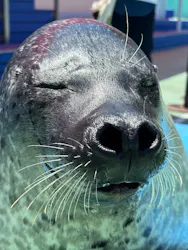 ゼロ距離水族館 伊勢シーパラダイスに投稿された画像（2026/5/14）