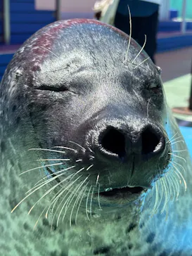 ゼロ距離水族館 伊勢シーパラダイスに投稿された画像（2026/5/14）