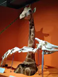 特別展「超危険生物展　科学で挑む生き物の本気」に投稿された画像（2026/5/14）