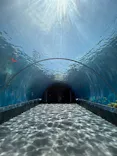 横浜・八景島シーパラダイスに投稿された画像（2026/5/14）