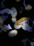 新江ノ島水族館に投稿された画像（2026/5/14）