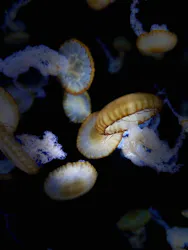 新江ノ島水族館に投稿された画像（2026/5/14）