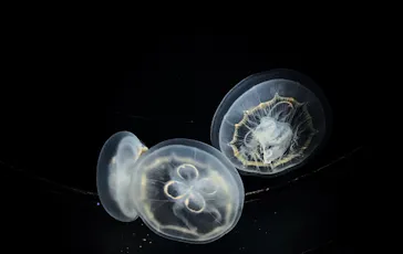 新江ノ島水族館に投稿された画像（2026/5/14）