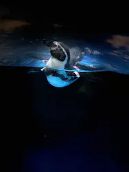 新江ノ島水族館に投稿された画像（2026/5/14）