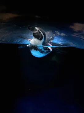 新江ノ島水族館に投稿された画像（2026/5/14）