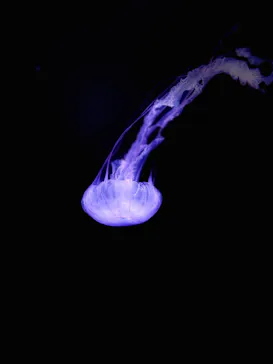 新江ノ島水族館に投稿された画像（2026/5/14）