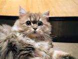 猫カフェモカ　新宿店に投稿された画像（2026/5/14）