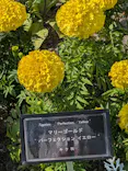安城産業文化公園デンパークに投稿された画像（2026/5/14）