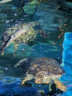 しながわ水族館に投稿された画像（2026/5/14）