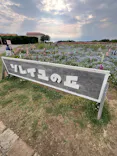 長井海の手公園ソレイユの丘に投稿された画像（2026/5/15）
