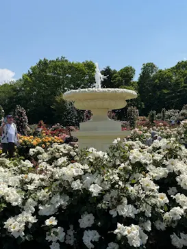 京成バラ園に投稿された画像（2026/5/15）