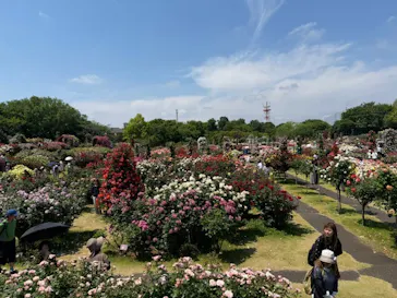 京成バラ園に投稿された画像（2026/5/15）