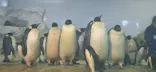 アドベンチャーワールドに投稿された画像（2026/5/15）