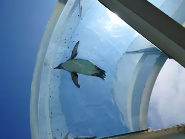 越前松島水族館に投稿された画像（2026/5/15）