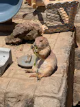 伊豆シャボテン動物公園に投稿された画像（2026/5/15）