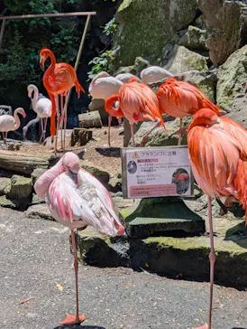 伊豆シャボテン動物公園に投稿された画像（2026/5/15）
