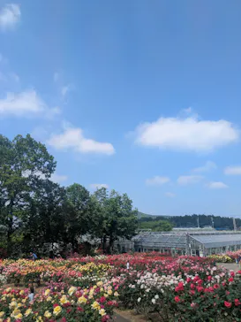 いばらきフラワーパークに投稿された画像（2026/5/15）