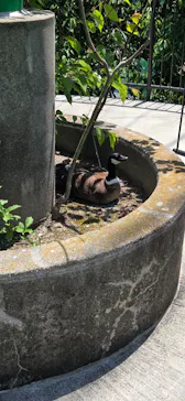 広島市安佐動物公園に投稿された画像（2026/5/15）